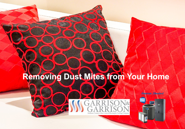 Removing Dust Mites from Your Home