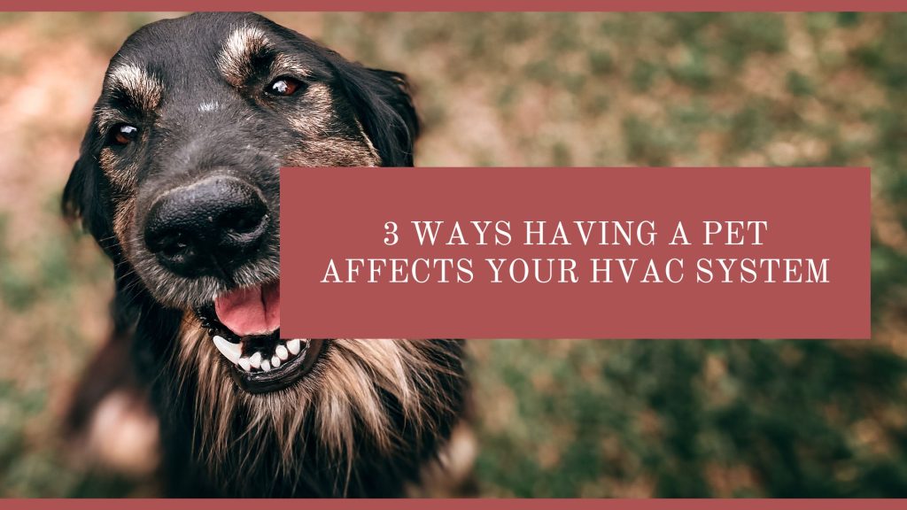 having a pet affects your HVAC system Madison County